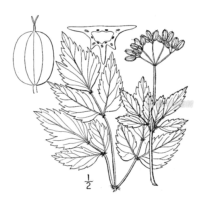 古植物学植物插图:巴比诺Thaspium barbinode，多毛草地防风草